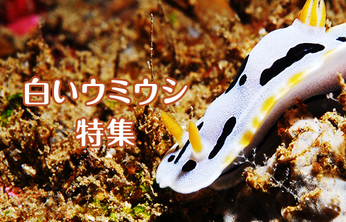 白いウミウシ特集