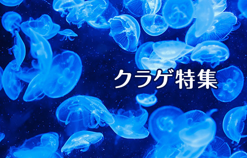 クラゲ特集