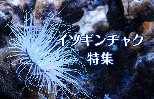 イソギンチャク特集